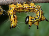 A Drexels Datana Caterpillar, Datana Drexelii, on a Twig