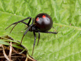 A Female Black Widow Spider, Latrodectus Mactans, on a Leaf