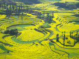Buy Yellow Rape Flowers Cover Qianqiou Terraces, China at AllPosters.com