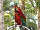 Parrot at Radisson Resort, Palm Beach, Aruba, Caribbean