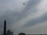 A Tern Soars Above the Petit Manan Point Lighthouse, Maine Coastal Islands National Wildlife Refuge