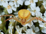 A Crab Spider, Thomisus Species, Waiting for Prey Among Flowers