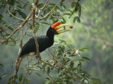 Young Rhinoceros Hornbill Feeds on a Fig from a Strangler Fig Tree in Borneo, Indonesia