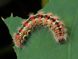A Smartweed Caterpillar, Acronicta Oblinita, Feeding on a Lotus Leaf