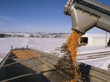 Buy Corn Pours from an Auger into a Grain Truck at AllPosters.com