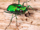 Portrait of a Six-Spotted Green Tiger Beetle, Cincindela Formosa