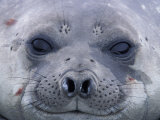 Buy Southern Elephant Seal Yearling, South Georgia Island, Antarctica at AllPosters.com