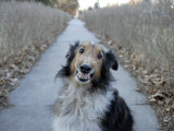 A Sheltie Dog Smiles While Sitting on a Neighborhood Sidewalk