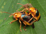 A Pair of Larger Leaf Elm Beetles, Monocesta Coryli, Mating