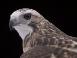 A Close-up of a Krider's Red-Tailed Hawk