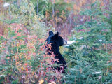 A Black Bear Looks Out of a Field While Hunting for Food