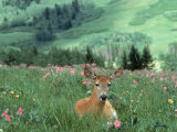 Buy Doe Mule Deer in Lush Field at AllPosters.com