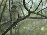 Red-Shouldered Hawk Perches on a Tree Branch