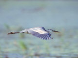 Great Blue Heron, Great Meadows Wf, MA