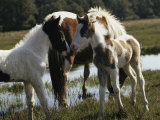 Buy Two Wild Pony Foals Interacting near a Grazing Adult at AllPosters.com