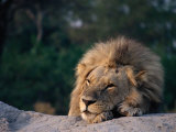 Lion, North Botswana