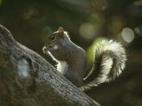 Gray Squirrel Eating a Nut
