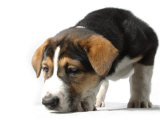 Puppy Exploring