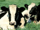 Holstein Cows in Field, VT