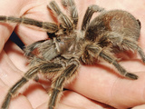 Person Holding Tarantula