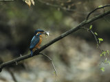 River Kingfisher Sitting on a Tree Branch with a Fish in its Bill