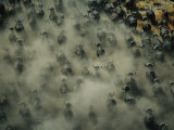 Herd of African Buffalo on the Move Stirring up a Dust Cloud