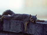 Buy Fox Squirrel at AllPosters.com