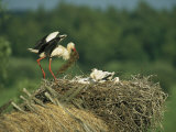 White Stork Bringing Building Material to her Nest of Chicks