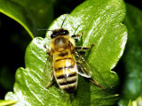 Buy Honey Bee, Apis Mellifera at AllPosters.com