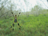 Orb Weaver Spider Spins its Web