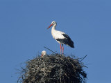 White Storks, Ciconia Ciconia on a Nest