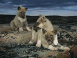 Trio of Playful Husky Puppies