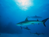 Reef Sharks, Walker's Cay, Bahamas