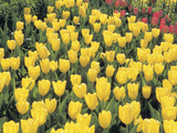 Buy An Expanse of Bright Yellow Tulips at AllPosters.com