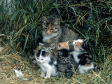 Outdoor Portrait of Cat and Kittens