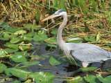 Great Blue Heron, Everglades National Park, FL