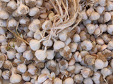 Buy A Large Pile of Fresh Garlic Bulbs at AllPosters.com