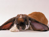 Comical Long Eared Rabbit