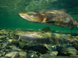 Pair of Atlantic Salmon Paired Off during Spawning Season