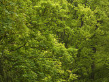 Close-up of Lush Green Trees in the Woods