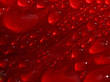 Buy Water Droplets on Flower Petal at AllPosters.com