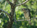 Red-Shouldered Hawk Perches in a Tree on Floridas Gulf Coast
