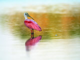 Buy Roseate Spoonbill (Ajaja Ajaja), Sanibel, FL at AllPosters.com