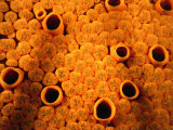 Buy Detail of Encrusting Sponge (Cliona Celata), New Zealand at AllPosters.com
