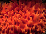 Buy Detail of Encrusting Sponge (Polymastia Granulosa), Leigh, New Zealand at AllPosters.com