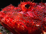 Buy Portrait of Scorpionfish, Danger Rock, Poor Knights Islands Marine Reserve, New Zealand at AllPosters.com