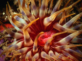 Dahlia Anemone (Bunodactis Sp.), Coromandel Peninsula, New Zealand