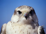 Portrait of Saker Falcon, Qasr Ibn Wardan, Syria