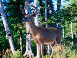 Buy White Tailed Deer (Stag) Standing in Front of Trees, Canada at AllPosters.com