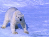 Buy Polar Bear (Thalarctos Maritimus) Standing on Ice on Baffin Bay, Canada at AllPosters.com
